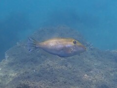Scobinichthys granulatus