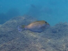 Scobinichthys granulatus