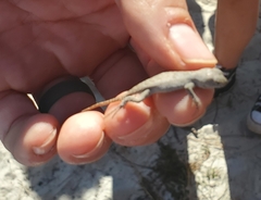 Sceloporus woodi