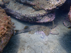 Orectolobus maculatus