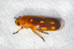Ocoaxo panamensis