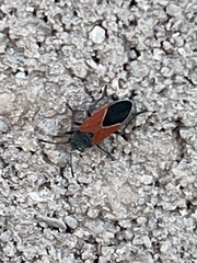 Melanopleurus belfragei