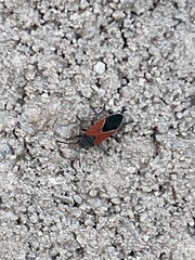 Melanopleurus belfragei