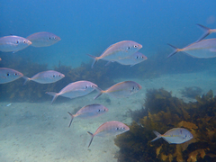 Pseudocaranx georgianus