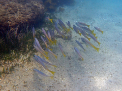 Dinolestes lewini