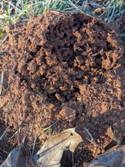 Solenopsis saevissima