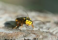 Acantholyda posticalis