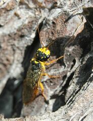 Acantholyda posticalis