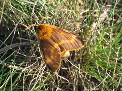 Lemonia dumi