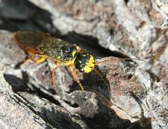 Acantholyda posticalis