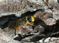 Acantholyda posticalis