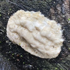 Reticularia lycoperdon