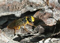 Acantholyda posticalis