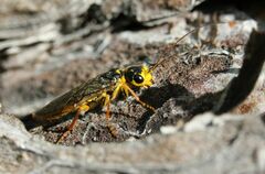 Acantholyda posticalis