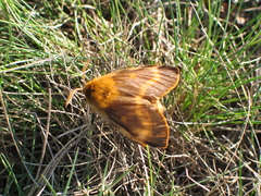 Lemonia dumi