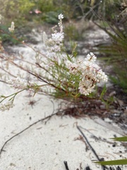 Polygonella robusta