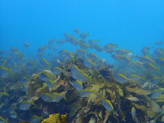 Schuettea scalaripinnis