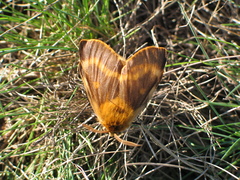 Lemonia dumi