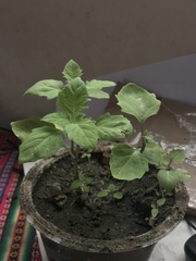 Solanum sanfurgoi