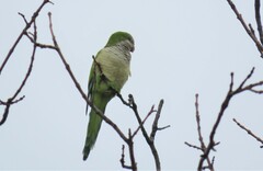 Myiopsitta monachus