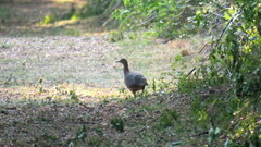 Crypturellus undulatus