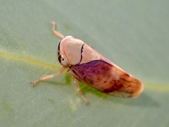 Brunotartessus fulvus