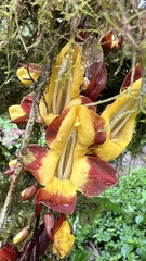 Thunbergia mysorensis