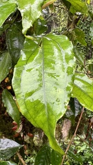 Thunbergia mysorensis