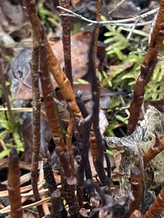 Calyptospora columnaris