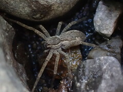 Dolomedes aquaticus