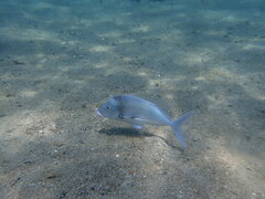 Nemadactylus douglasii