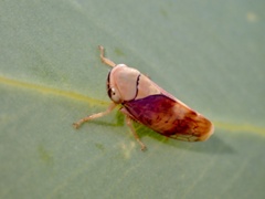 Brunotartessus fulvus