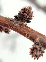 Hippophae rhamnoides