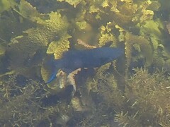 Olisthops cyanomelas