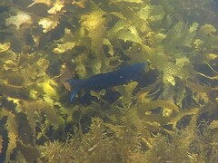 Olisthops cyanomelas