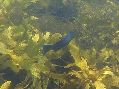 Olisthops cyanomelas