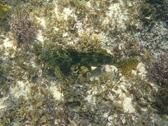 Aplodactylus lophodon