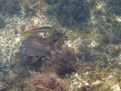 Atypichthys strigatus