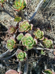 Echeveria montana