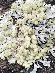 Parmeliopsis ambigua