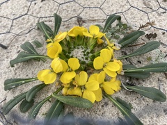 Erysimum menziesii
