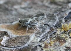 Pseudicius encarpatus