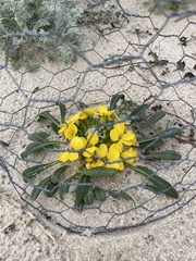 Erysimum menziesii