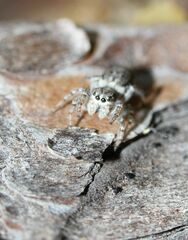 Pseudicius encarpatus