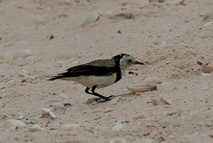 Epthianura albifrons