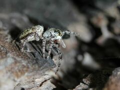 Pseudicius encarpatus