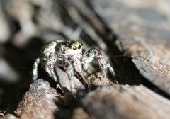 Pseudicius encarpatus