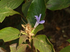 Barleria terminalis