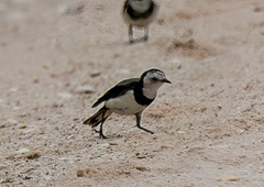Epthianura albifrons