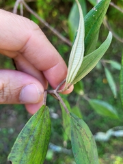 Miconia urbanii